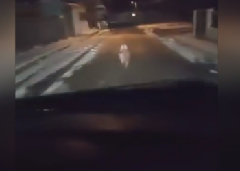 Πτολεμαΐδα: Λύκος “έκοβε” βόλτες στο κέντρο της πόλης- Οδηγός ήρθε πρόσωπο με πρόσωπο με το ζώο. Βίντεο