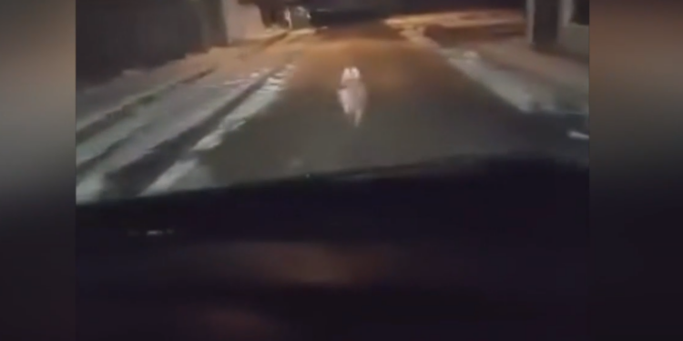 Πτολεμαΐδα: Λύκος “έκοβε” βόλτες στο κέντρο της πόλης- Οδηγός ήρθε πρόσωπο με πρόσωπο με το ζώο. Βίντεο