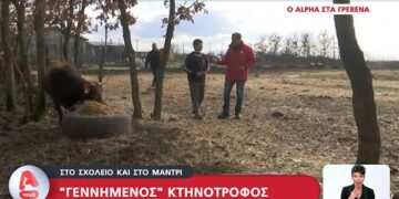 Γρεβενά: Στο σχολείο και στο μαντρί – «Γεννημένος» κτηνοτρόφος. Βίντεο