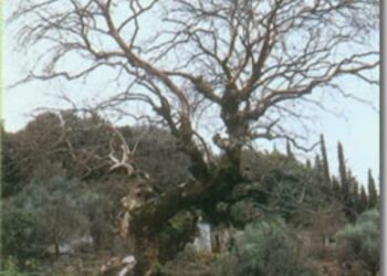 Οικολογική Κίνηση Κοζάνης: Κινδυνεύουν σοβαρά το πλατάνια του Αλιάκμονα κοντά στο Ρύμνιο (και όχι μόνο)