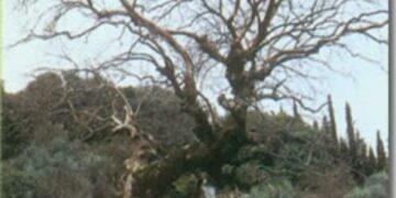 Οικολογική Κίνηση Κοζάνης: Κινδυνεύουν σοβαρά το πλατάνια του Αλιάκμονα κοντά στο Ρύμνιο (και όχι μόνο)