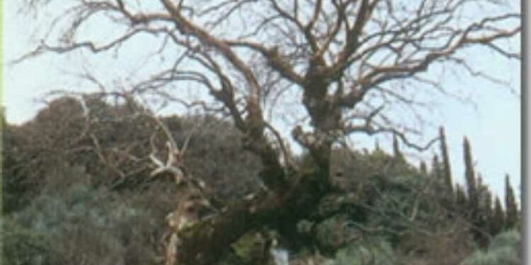 Οικολογική Κίνηση Κοζάνης: Κινδυνεύουν σοβαρά το πλατάνια του Αλιάκμονα κοντά στο Ρύμνιο (και όχι μόνο)