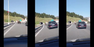 Εγνατία Οδός: Τα άλογα βγήκαν… τσάρκα. Βίντεο