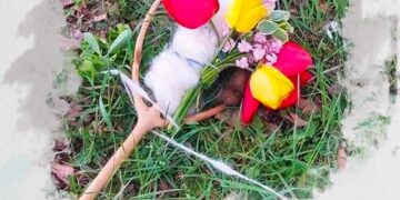 Το κάψιμο της Ρόκας στο Μικρόκαστρο