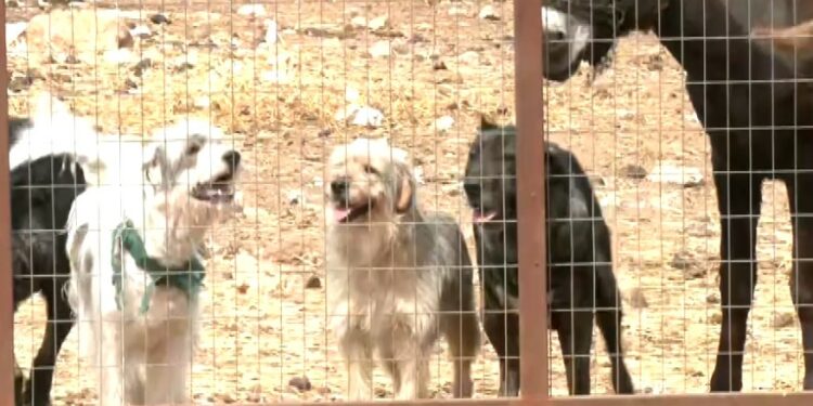 Οινόη Κοζάνης: Ελληνικοί μολοσσοί, η αλωπεκίς και ο γρύφος- Σπάνιες αρχαίες ελληνικές φυλές σκύλων