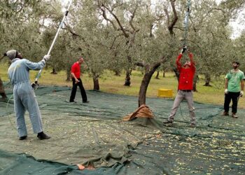 Πόσοι άνεργοι από τη Δυτική Μακεδονία πήγαν στη Κρήτη για ελιές