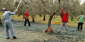 Πόσοι άνεργοι από τη Δυτική Μακεδονία πήγαν στη Κρήτη για ελιές
