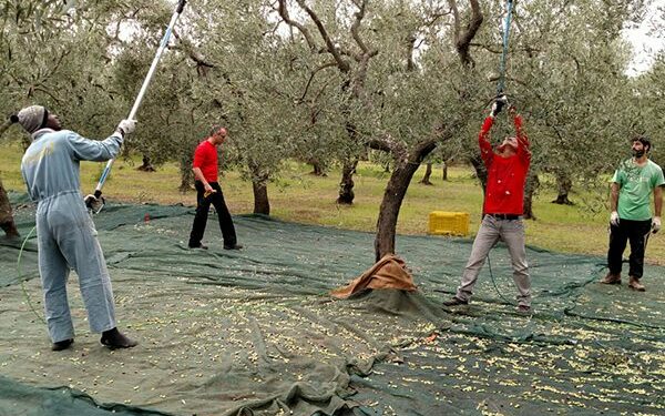 Πόσοι άνεργοι από τη Δυτική Μακεδονία πήγαν στη Κρήτη για ελιές