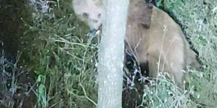 Σιάτιστα: Αρκούδα κυκλοφορεί εντός οικισμού!! Φωτογραφία