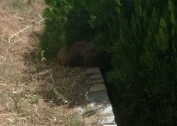 Απεγκλωβίστηκε αρκουδάκι 6 μηνών από προαύλιο ξενοδοχείου της Καστοριάς