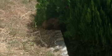 Απεγκλωβίστηκε αρκουδάκι 6 μηνών από προαύλιο ξενοδοχείου της Καστοριάς