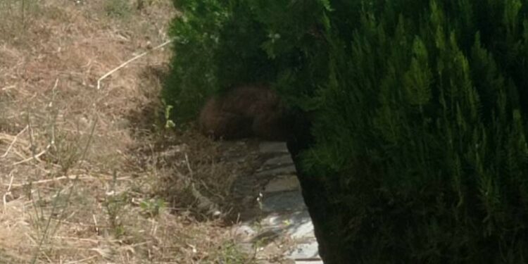 Απεγκλωβίστηκε αρκουδάκι 6 μηνών από προαύλιο ξενοδοχείου της Καστοριάς