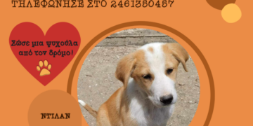 Δήμος Κοζάνης: «Υιοθέτησε ένα αδεσποτάκι» – Κάλεσε στο 2461350457