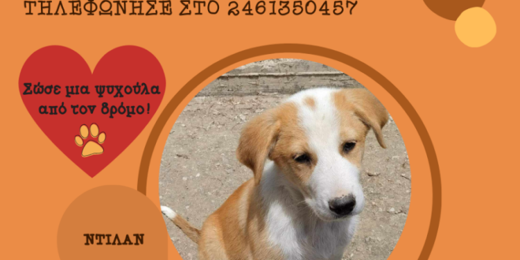 Δήμος Κοζάνης: «Υιοθέτησε ένα αδεσποτάκι» – Κάλεσε στο 2461350457