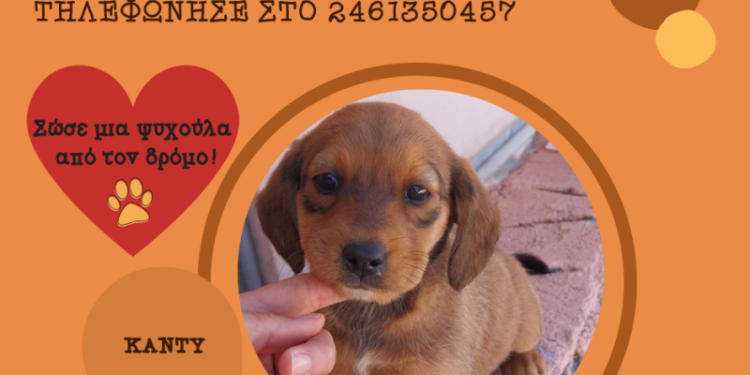 Δήμος Κοζάνης: «Υιοθέτησε ένα αδεσποτάκι» – Κάλεσε στο 2461350457