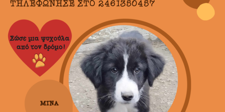 Δήμος Κοζάνης: «Υιοθέτησε ένα αδεσποτάκι» – Κάλεσε στο 2461350457 (Φωτογραφίες)