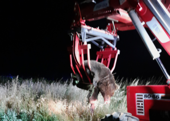 Τροχαίο ατύχημα με νεκρή αρκούδα στην Καστοριά