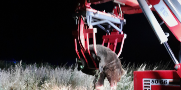 Τροχαίο ατύχημα με νεκρή αρκούδα στην Καστοριά