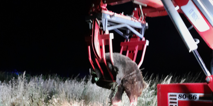 Τροχαίο ατύχημα με νεκρή αρκούδα στην Καστοριά