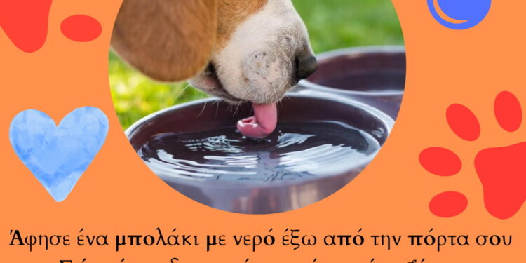 «Άφησε ένα μπολάκι με νερό έξω από την πόρτα σου» – Έκκληση Δήμου Κοζάνης για νερό στα αδέσποτα ζώα συντροφιάς τις ημέρες με ζέστη
