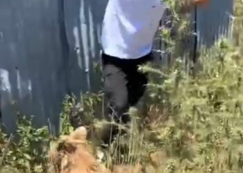 Σαμαρίνα : Φιλόζωος πάει να χαϊδέψει αρκούδα και αυτή του ορμάει. Βίντεο