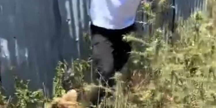 Σαμαρίνα : Φιλόζωος πάει να χαϊδέψει αρκούδα και αυτή του ορμάει. Βίντεο