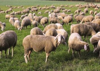 Ενημερωτική συνάντηση για την Πανώλη των Μικρών Μηρυκαστικών  από την Περιφέρεια Δυτικής Μακεδονίας στη Σιάτιστα