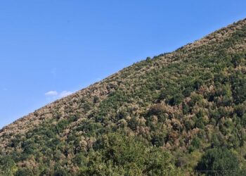 Ξεραίνονται τα δάση της Δ. Μακεδονίας. Φωτογραφία