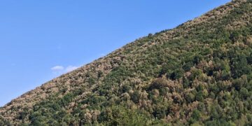 Ξεραίνονται τα δάση της Δ. Μακεδονίας. Φωτογραφία