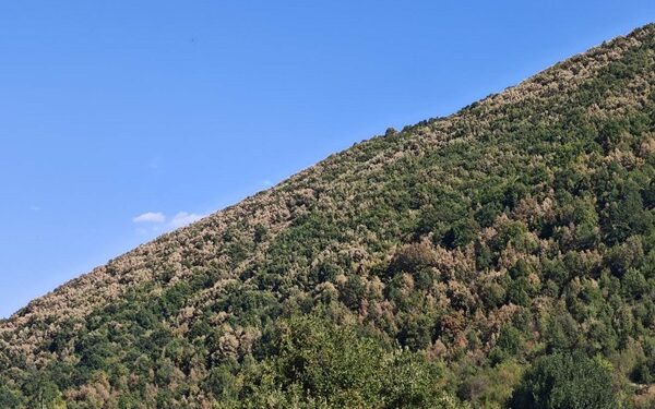 Ξεραίνονται τα δάση της Δ. Μακεδονίας. Φωτογραφία