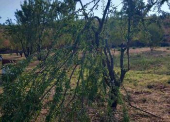 Δρυόβουνο: Αρκούδα έσπασε ό,τι βρήκε μπροστά της σε Αμυγδαλεώνα.  Βίντεο και φωτογραφίες