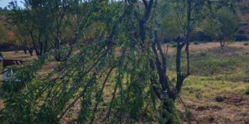 Δρυόβουνο: Αρκούδα έσπασε ό,τι βρήκε μπροστά της σε Αμυγδαλεώνα.  Βίντεο και φωτογραφίες