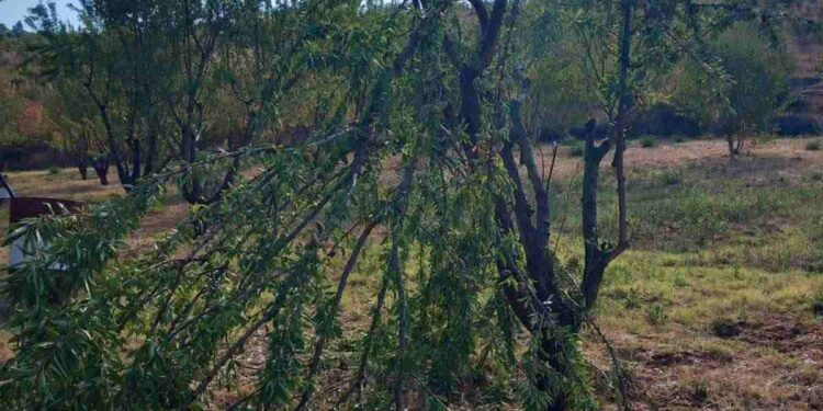 Δρυόβουνο: Αρκούδα έσπασε ό,τι βρήκε μπροστά της σε Αμυγδαλεώνα.  Βίντεο και φωτογραφίες