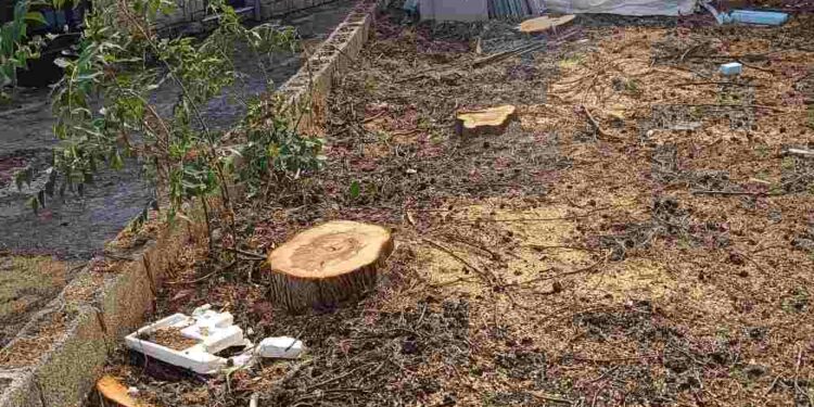 Οικολογική Κίνηση Κοζάνης: Απαράδεκτο και αυθαίρετο να κόβονται υγιή δέντρα, χωρίς να τηρούνται οι νόμιμες διαδικασίας