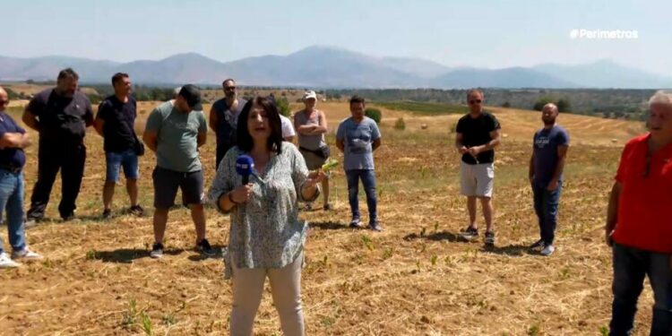 Νεάπολη – Βόιο: Απελπισμένοι οι αγρότες από την καταστροφή των καλλιεργειών τους λόγω καύσωνα. Βίντεο