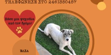 Δήμος Κοζάνης: «Υιοθέτησε ένα αδεσποτάκι» – Κάλεσε στο 2461350457 (Φωτογραφίες)