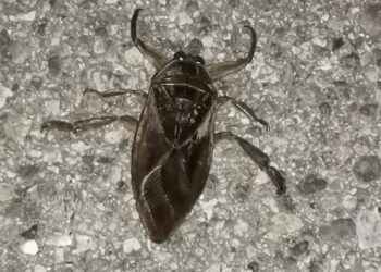 δηλητηριώδες, έντομο