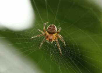 Πέθανε ο 48χρονος που δέχθηκε τσίμπημα από αράχνη στον Πύργο