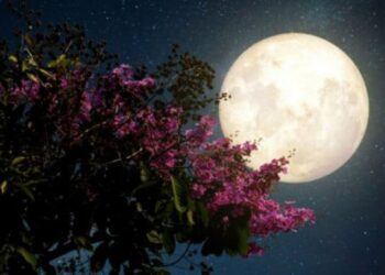 πανσελινος