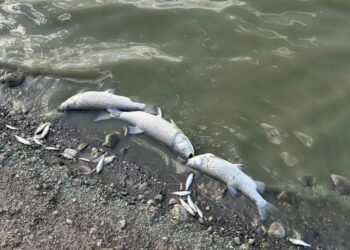 Πτολεμαΐδα: Άρχισε η περισυλλογή των νεκρών ψαριών στην τεχνητή λίμνη του Περδίκκα (βίντεο)