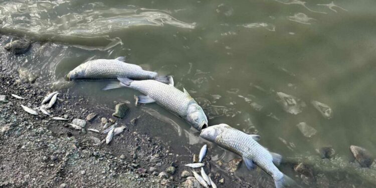 Πτολεμαΐδα: Άρχισε η περισυλλογή των νεκρών ψαριών στην τεχνητή λίμνη του Περδίκκα (βίντεο)