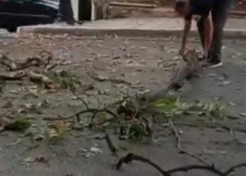 Λευκοπηγή: Μεγάλα κλαδιά από τον ιστορικό πλάτανο έπεσαν μέσα στον κεντρικό δρόμο-Από τύχη δεν είχαμε τραυματισμούς