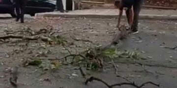 Λευκοπηγή: Μεγάλα κλαδιά από τον ιστορικό πλάτανο έπεσαν μέσα στον κεντρικό δρόμο-Από τύχη δεν είχαμε τραυματισμούς