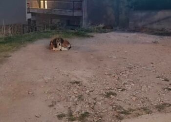 Σιάτιστα: Καταγγελία για αδέσποτα που επιτίθενται