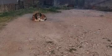 Σιάτιστα: Καταγγελία για αδέσποτα που επιτίθενται