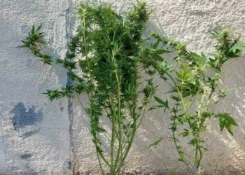 3 συλλήψεις για παραβάσεις της νομοθεσίας περί ναρκωτικών και περί όπλων, σε περιοχές της Φλώρινας και της Πτολεμαΐδας