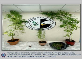 Καστοριά: Συνελήφθη 61χρονος για καλλιέργεια -4- δενδρυλλίων κάνναβης και κατοχή ναρκωτικών
