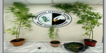 Καστοριά: Συνελήφθη 61χρονος για καλλιέργεια -4- δενδρυλλίων κάνναβης και κατοχή ναρκωτικών