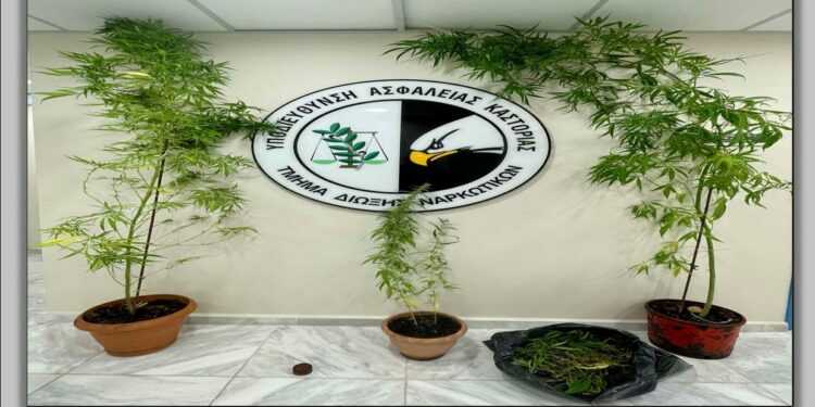 Καστοριά: Συνελήφθη 61χρονος για καλλιέργεια -4- δενδρυλλίων κάνναβης και κατοχή ναρκωτικών