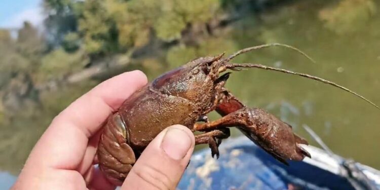Πανώλη… και στις καραβίδες – Σε απόγνωση οι ψαράδες της Κοζάνης